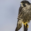bird peregrine falcon-Bird Photography HD wallpaper Wallpaper 1920x1200[10wallpaper.com]